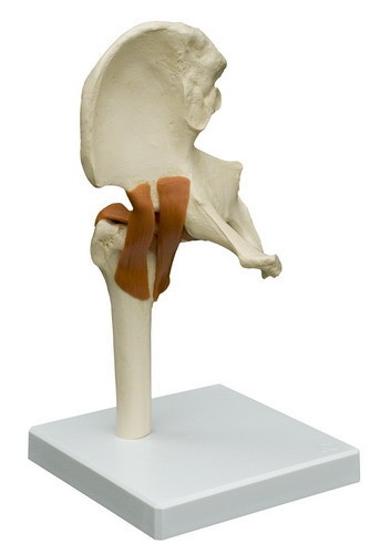 Anatomiemodel Heupgewricht