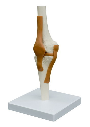 Anatomiemodel Kniegewricht