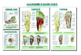 Poster anatomie voet 40 x 60 cm.