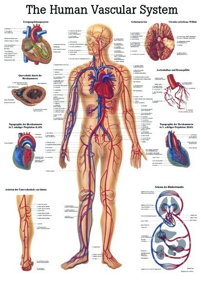 Anatomie Poster bloedsomloop 50 x 70 cm.  Gelamineerd