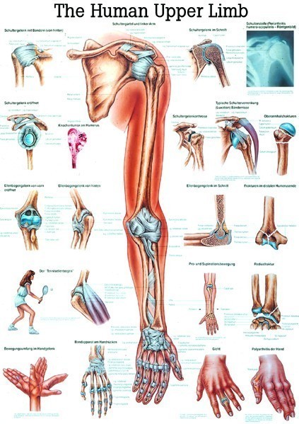 Anatomie Poster boven extremiteiten 70 x 100 cm.  GELAMINEERD