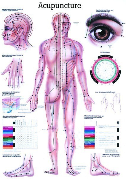 Anatomie Poster lichaamsaccupunctuur 70 x 100 cm  GELAMINEERD