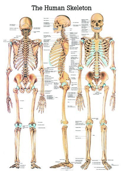 Anatomie Poster menselijk skelet 70 x 100 cm.  GELAMINEERD