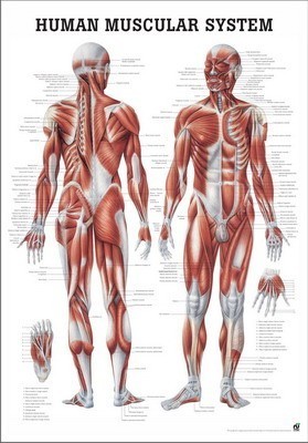 Anatomie poster spieren 70 x 100 cm. (Niet Gelamineerd)