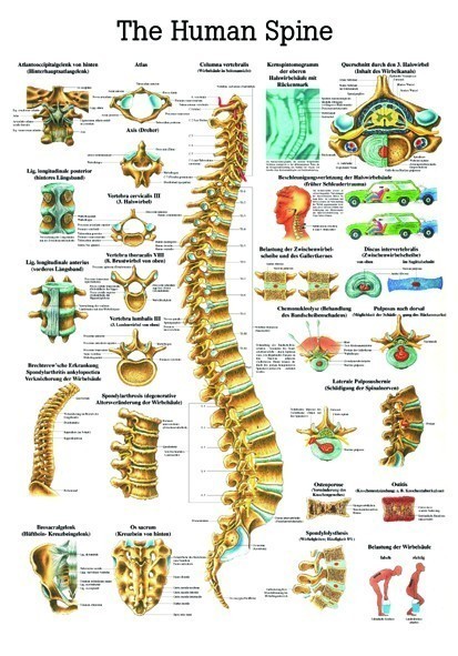 Anatomie Poster wervelkolom 70 x 100 cm.  GELAMINEERD