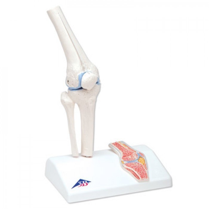 Anatomie Model Knie