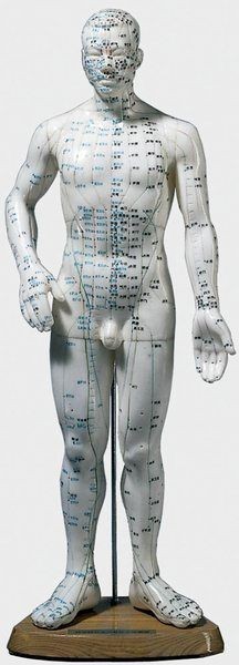 Acupunctuur model MAN