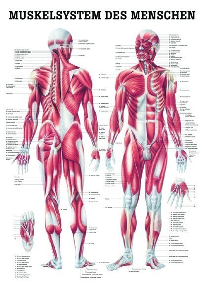 Anatomie Mini-Poster Spieren