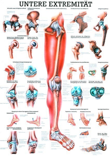 Anatomie Mini-Poster Onderste Extremiteit