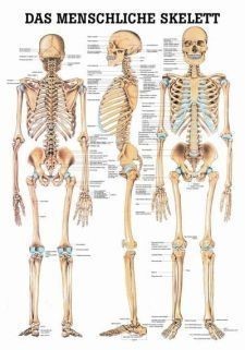 Anatomie Mini-Poster Skelet