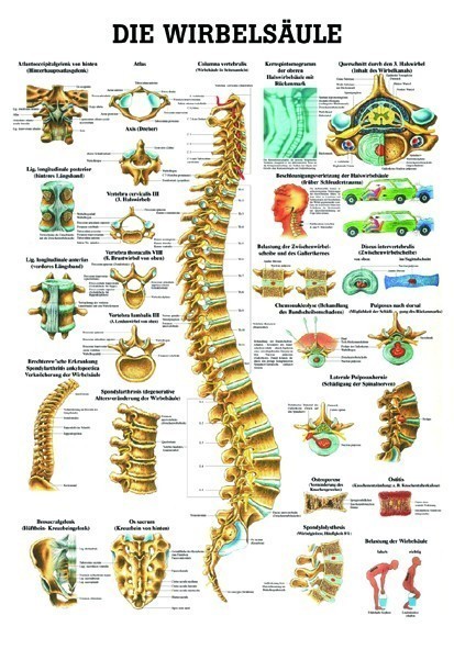 Anatomie Poster Wervelkolom 50 x 70 cm. | gelamineerd