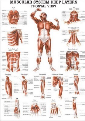 Anatomie Poster Diepliggende Spieren voorzijde 50 x 70 cm. | gelamineerd