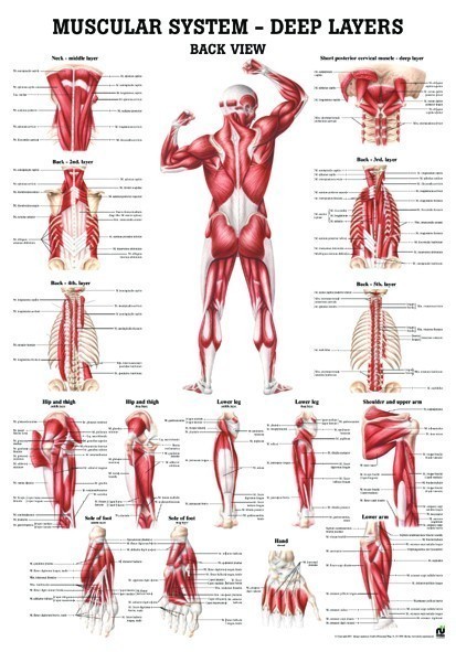 Anatomie Poster Diepliggende Spieren (achterzijde) 50 x 70 cm. | gelamineerd