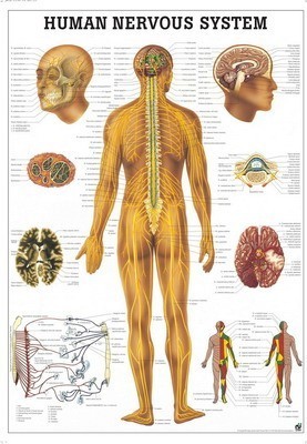 Anatomie Poster Zenuwstelsel 50 x 70cm. | GELAMINEERD