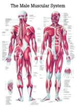 Anatomie Poster Spieren 50 x 70 cm. | gelamineerd