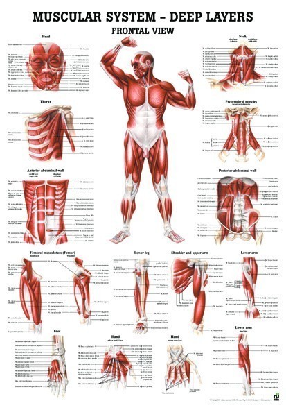 Anatomie Poster Diepliggende Spieren voorzijde 70 x 100cm. | gelamineerd