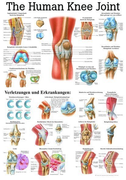 Anatomie Poster knie 70 x 100 cm. | GELAMINEERD